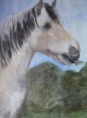 /album/galerie-tiere/pony-jpg1/